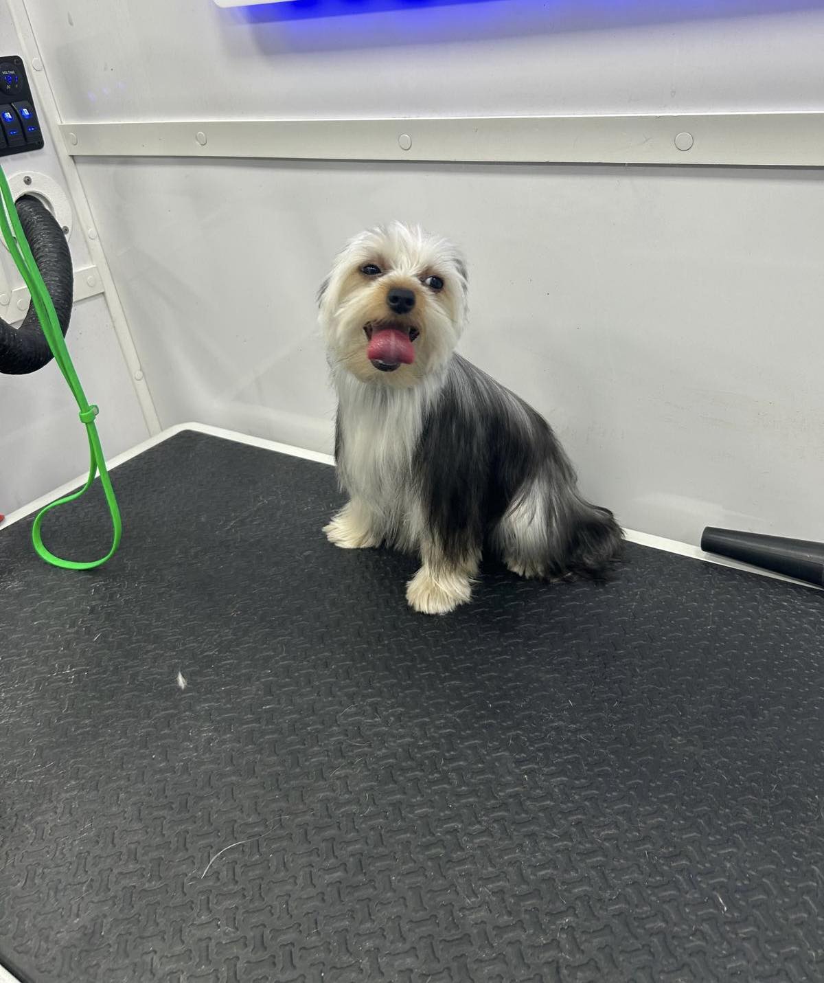 Beagle after haircut