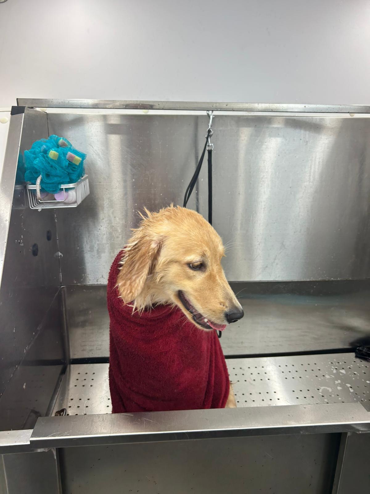 Beagle after haircut